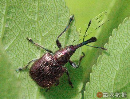 象甲吃瓜,揭秘动物界的“美食家”