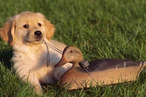 狗吃瓜吃醋,瓜与醋的跨界美食之旅