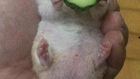 吃瓜本营老王,揭秘老王背后的故事