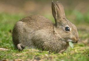 地梢瓜兔子吃不吃,地梢瓜兔子喜食之谜