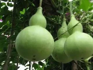 种植的葫芦瓜怎么吃,葫芦瓜种植与美味食法全攻略