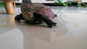 澳洲乌龟吃瓜,瓜果成新宠