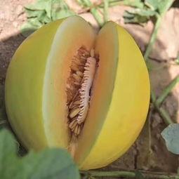 吃瓜中心channel,带你领略网络热点的魅力