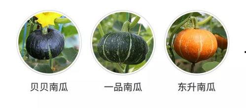 新瓜能一起吃吗,探索一起食用的可能性