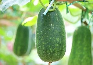 吃瓜不分品种吗,品种无关，快乐共享