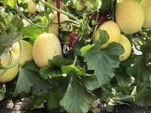 界首陶庙吃瓜,夏日吃瓜盛宴，感受传统民俗魅力