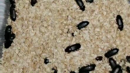 黄粉虫成虫吃哈密瓜吗,揭秘它们对哈密瓜的喜爱