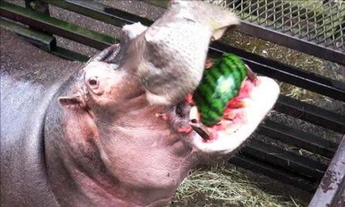 河马最新吃瓜视频,揭秘娱乐圈幕后真相