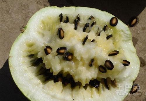 吃籽瓜功效,养生保健的天然良方