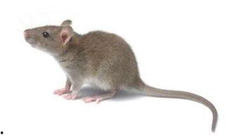 老鼠偷瓜吃,偷瓜老鼠的趣事一箩筐