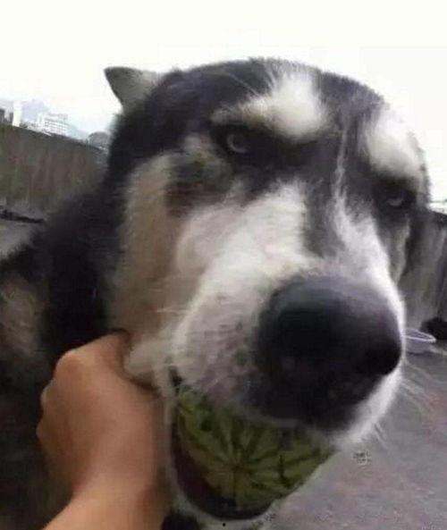 宠物瓜可以吃吗,揭秘宠物能否享用美味瓜果的秘密