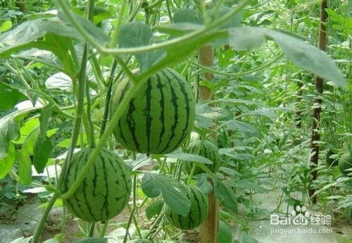 苍山吃瓜的事件