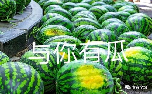 吃瓜的谜底,揭秘“吃瓜”背后的趣味与智慧