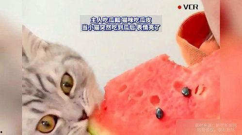 当小猫吃瓜,萌宠美食瞬间