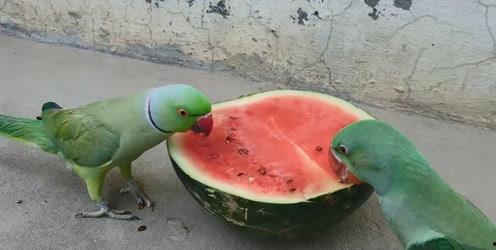 鹦鹉吵架吃瓜,一场啼笑皆非的“吃瓜”风波