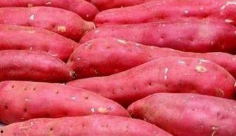 吃龙瓜治痔疮吗,吃龙瓜能否治愈痔疮？”