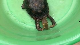 巨大毛瓜怎么吃,从挑选到烹饪的全方位指南