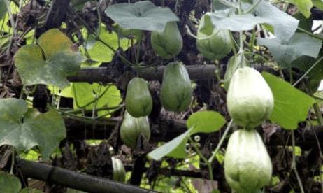 瓜茎可以吃吗,可食用还是禁忌食材？揭秘瓜茎的食用之谜