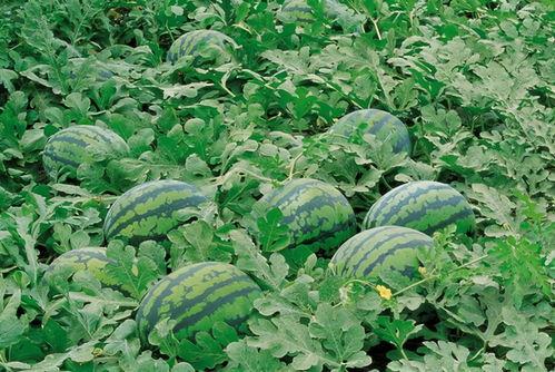 吃瓜网heiliaosu入口,带你领略网络世界的趣味与精彩